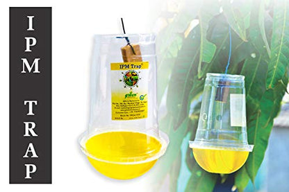fruit fly traps 10 nos