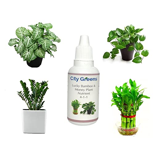 City Greens Lucky Bamboo & Money Plant Nutrient - Liquid Fertilizer for Aquatic or Water Plant (ZZ Plant, Syngonium, Chinese Money Plant) - 30ml bottle.