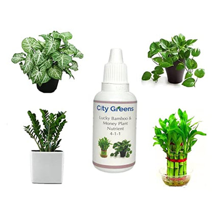 City Greens Lucky Bamboo & Money Plant Nutrient - Liquid Fertilizer for Aquatic or Water Plant (ZZ Plant, Syngonium, Chinese Money Plant) - 30ml bottle.