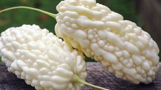 white bitter gourd