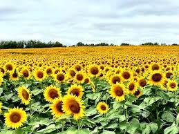 boom flower uses in hindi