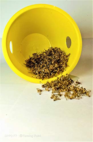 Chipku Pheromone ECOMAX Trap for Fruit Fly On Fruit Plants (Bactocera dorsalis) (Outdoor use) 2 Traps + 2 Lures