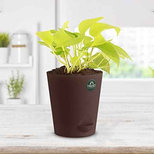 TrustBasket Money Plant (Gold) with Attractive Self Watering Pot (Assorted color pot) | Air Purifying Indoor Live Plant for living room, Home decor & Workspace use.