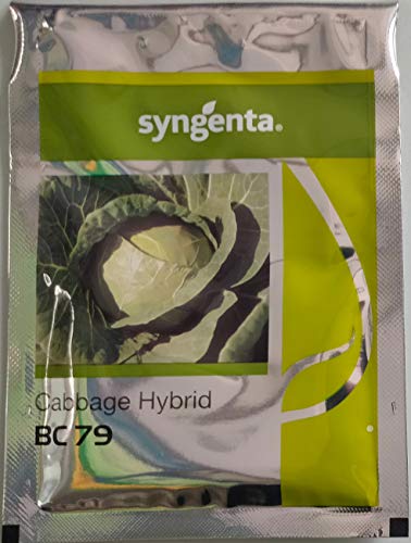 Syngenta Cabbage BC-79 2000SD , Hybrid quality seed
