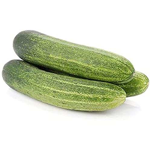PLANTOGALLERY Cucumber 100% Organic F1 Hybrid Seeds