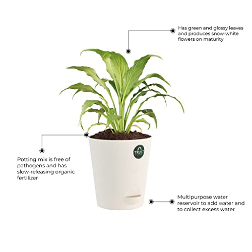TrustBasket Peace Lily and Syngonium with Attractive Self Watering Pot Pot | Air Purifying Indoor Live Plant for Living Room, Home Decor & Workspace use.