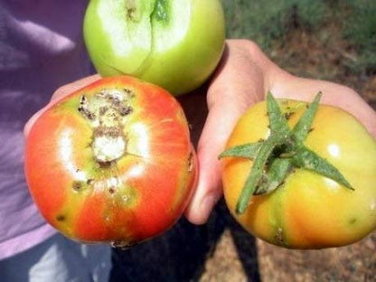 Pheromone Lure for Tomato Leaf Miner (Tuta absoluta) with Water Trap Pack of 2