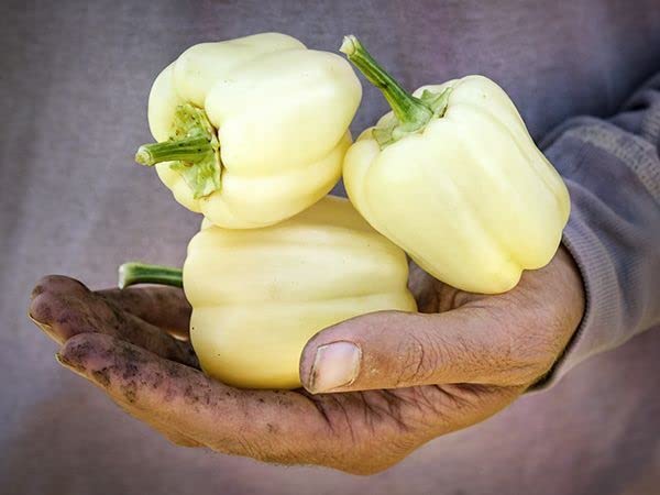 राधा कृष्ण कृषि® आयातित शिमला मिर्च सब्जी के बीज | आपके घर के बगीचे के लिए सफेद शिमला मिर्च के बीज 50 ग्राम बीज का पैक