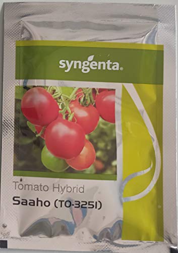 Syngenta Saaho (TO-3251) Hybrid Tomato seeds, 3500SD packing