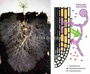 Root Promoter Powder