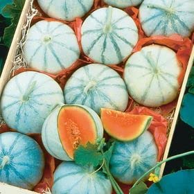 Ritz Farming® Musk melons seeds | Yellow Oriental Muskmelons Seed | fruit seeds For Your Garden and home planting Pack of 50 to 70 seeds
