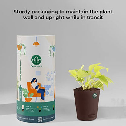 TrustBasket Money Plant and Peace Lily with Attractive Self Watering Pot Pot | Air Purifying Indoor Live Plant for Living Room, Home Decor & Workspace use.