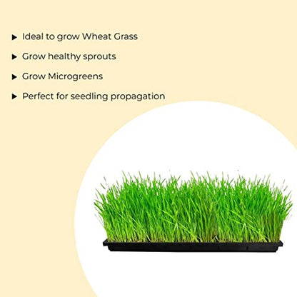 Hydroponic Growing Trays 24" X 12"