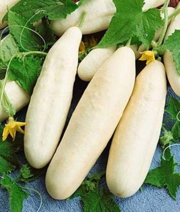 SHOP 360 GARDEN Cucumber White Long Seeds (Pack of 150 Seeds)