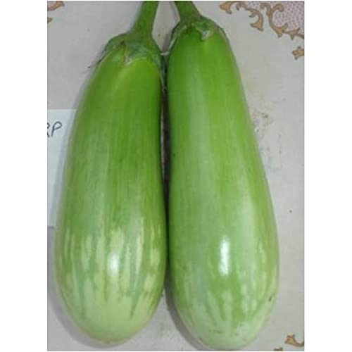 vnr utkal brinjal