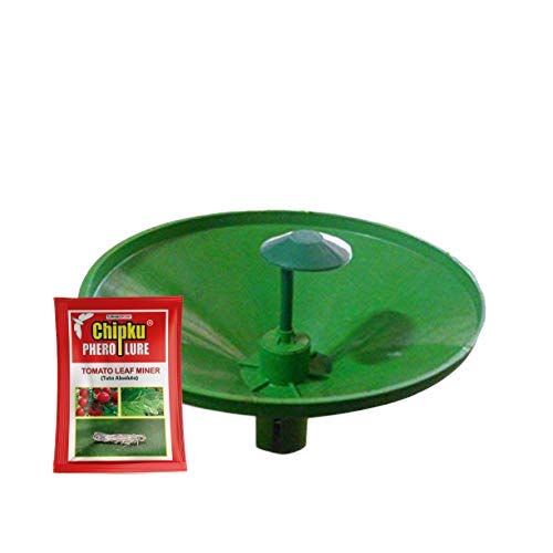 water trap for leaf miner in tomato 