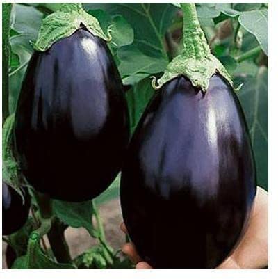Paudha Vegetable BRINJAL Pack of 25 BRINJAL Seeds P-brinjal-a7550