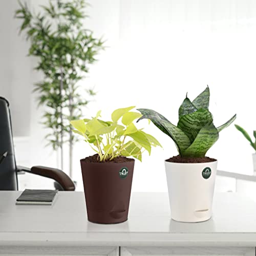 TrustBasket Snake Plant and Money Plant with Attractive Self Watering Pot Pot | Air Purifying Indoor Live Plant for Living Room, Home Decor & Workspace use.