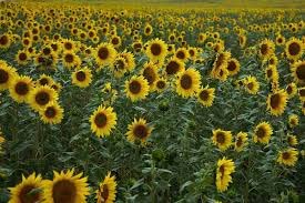 boom flower uses in hindi
