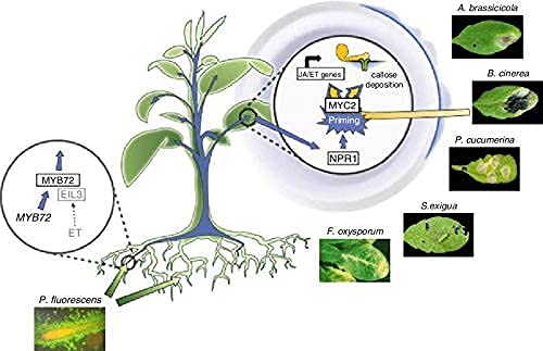 Iagrifarm स्यूडोमोनास फ्लूरोसेन्स पावडर - 3 किलो - सर्व पिकांसाठी
