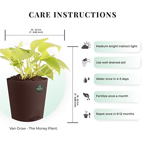 TrustBasket Money Plant and Syngonium with Attractive Self Watering Pot Pot | Air Purifying Indoor Live Plant for Living Room, Home Decor & Workspace use.