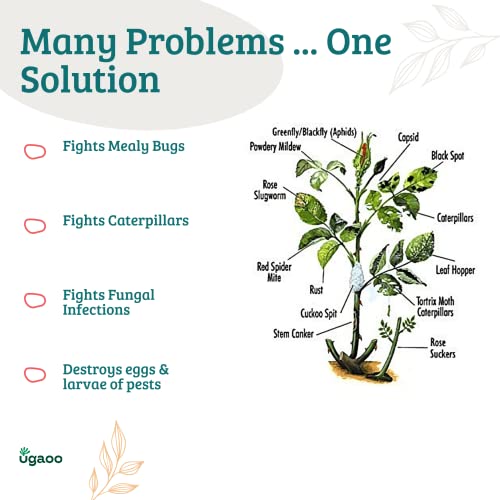 How to control mealy bugs