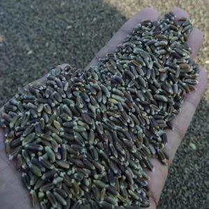 Natures Beckon Agro Black Wheat Seed Kala- Gehu Ayurvedik Wheat काला गेहूं 1kg Pack