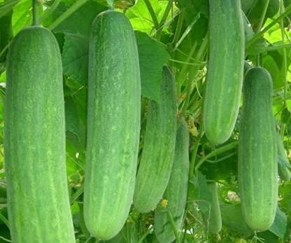 LAXMI DAL & SEEDS STORE | Cucumber High Germination Seeds for Your Garden/Easy to Grow/Organic Hybrid Vegetable Seeds for Home and Terrace Gardening(Seeds) (Pack of 25g)