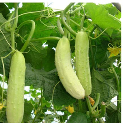 Golden Hills Farm hybrid seeds F1 Cucumber White Long 50+ seeds