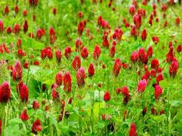 boom flower uses in hindi
