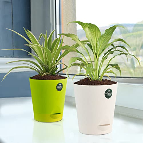 TrustBasket Spider Plant and Peace Lily with Attractive Self Watering Pot Pot | Air Purifying Indoor Live Plant for Living Room, Home Decor & Workspace use.