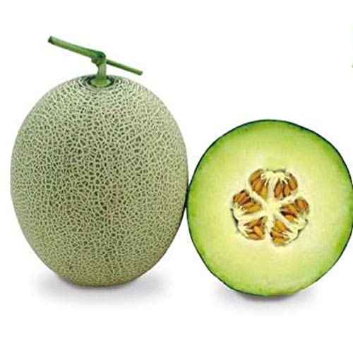 hara madhu muskmelon