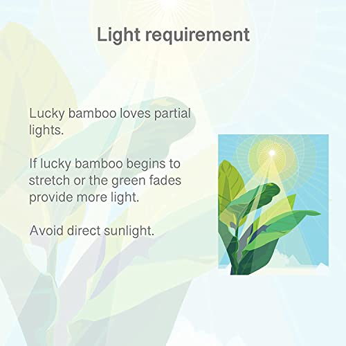 City Greens Lucky Bamboo & Money Plant Nutrient - Liquid Fertilizer for Aquatic or Water Plant (ZZ Plant, Syngonium, Chinese Money Plant) - 30ml bottle.