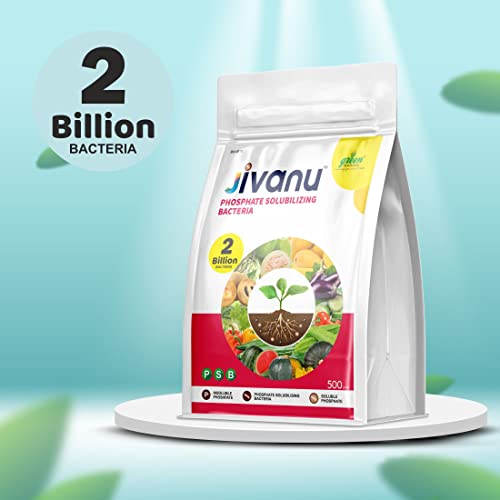 Jivanu PSB (Phosphate Solubilizing Bacteria – PSB) Bio Fertilizers For Agriculture, Garden, Soil Fertility, and Plant Nutrition. Pack of 1 (500 Grams).