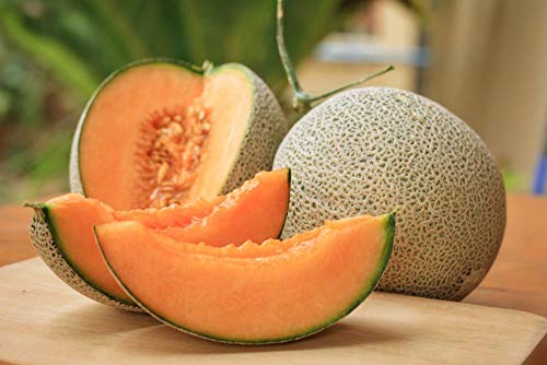 muskmelon good for pregnancy