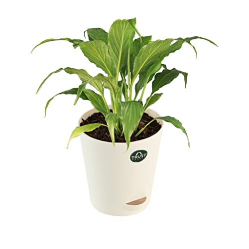 TrustBasket Snake Plant and Peace Lily with Attractive Self Watering Pot Pot | Air Purifying Indoor Live Plant for Living Room, Home Decor & Workspace use.