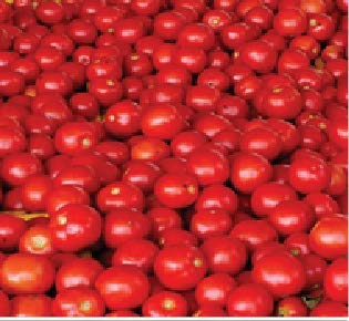 Syngenta TO-3150 Hybrid Tomato Seeds 3500SD