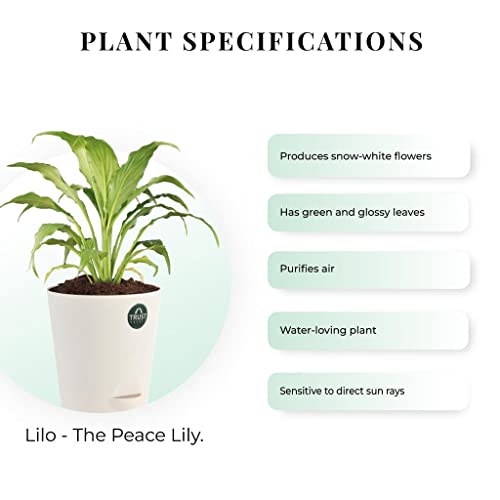 TrustBasket Snake Plant and Peace Lily with Attractive Self Watering Pot Pot | Air Purifying Indoor Live Plant for Living Room, Home Decor & Workspace use.