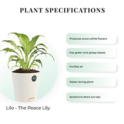 TrustBasket Snake Plant and Peace Lily with Attractive Self Watering Pot Pot | Air Purifying Indoor Live Plant for Living Room, Home Decor & Workspace use.