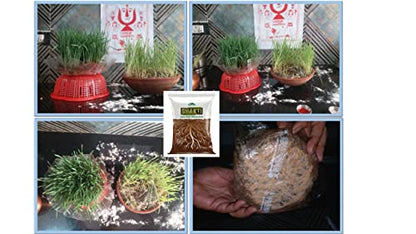 Sunfield Agro Shakti VAM Mycorrhiza Root Growth Booster & Essential Organic Plant Fertilizer Enriched with Power of Humic Acid and Seaweed Extract (1 Kg)