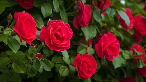 Rose Fertilzier