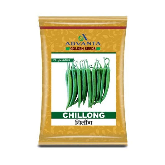 advanta upl hybrid golden CHIILONG CHILLI seeds 500 pcs