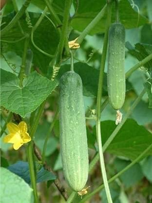 LAXMI DAL & SEEDS STORE | Cucumber High Germination Seeds for Your Garden/Easy to Grow/Organic Hybrid Vegetable Seeds for Home and Terrace Gardening(Seeds) (Pack of 25g)