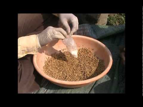 seed treatment procedure