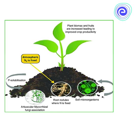 BAZODO Rhizobium Bacteria Biofertilizer - 1kg Pack