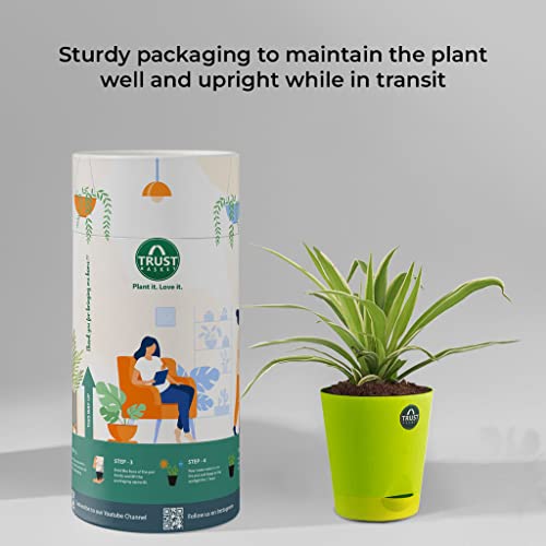 TrustBasket Snake Plant and Spider Plant with Attractive Self Watering Pot Pot | Air Purifying Indoor Live Plant for Living Room, Home Decor & Workspace use.