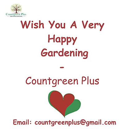 Countgreen Plus Organic Mulberry (Sehtut) Non-GMO Plating 100 Fruit Seeds for Home, Garden, Terrace, Balcony - All Season Growing Seeds