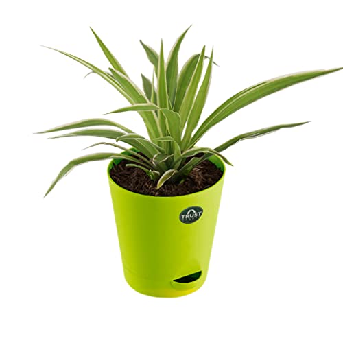 TrustBasket Snake Plant and Spider Plant with Attractive Self Watering Pot Pot | Air Purifying Indoor Live Plant for Living Room, Home Decor & Workspace use.