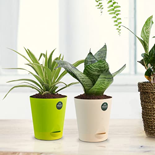 TrustBasket Snake Plant and Spider Plant with Attractive Self Watering Pot Pot | Air Purifying Indoor Live Plant for Living Room, Home Decor & Workspace use.