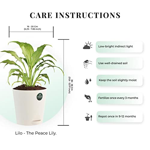 TrustBasket Snake Plant and Peace Lily with Attractive Self Watering Pot Pot | Air Purifying Indoor Live Plant for Living Room, Home Decor & Workspace use.